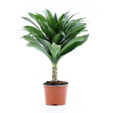 Image result for Dracaena fragrans