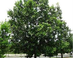 Image result for Calophyllum