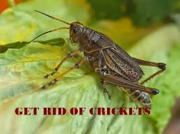 It can't hear, and it doesn't have wings, so it can't fly. How To Get Rid Of Crickets