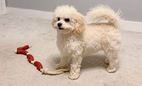 When you adopt one of my beautiful cavachon puppies, you are adopting from a cavachon breeder who looks forward to a relationship with you for many years to come. Adopt A Cavachon From Rescue Organizations And Shelter Puppies Club