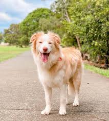 Check spelling or type a new query. Border Collie Colors All 24 Coat Colors Explained With Pictures