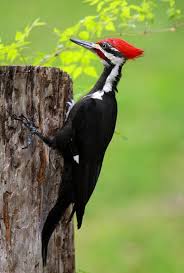Birds Of Northern Indiana Pileated Woodpecker By Myrna Bradshaw Woodpecker Beautiful Birds Pet Birds
