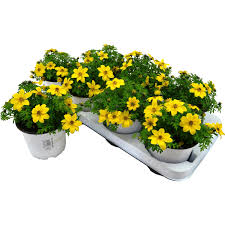 Image result for foto Dvouzubec