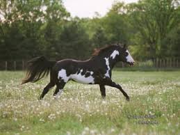 Black And White Paint Horses For Sale In Texas Overo Paint Horses Overo On Tumblr Horses American Paint Horse Horse Painting