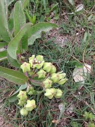Texas Milkweed Asclepias Viridis Now Positive About The Species But It Does Look Like A Milkweed Asclepias Milkweed Succulents