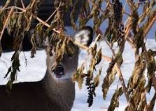 Pokeweed: Something to Write Home About - Humane Gardener