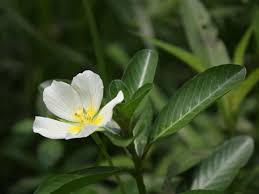 Image result for Ludwigia adscendens