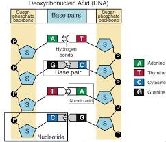 Pin On Macromolecules