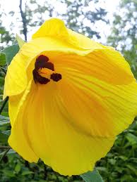 Image result for Hibiscus mechowii