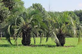 Mudas Frutíferas (Nativas e Exóticas) - Frutabella