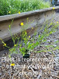 Image result for Ranunculus rugegensis