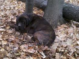 Pastoral care, food pantry, mental health. Dog Shot Chained To Tree In Cleveland Heights Park Animals In The News Cleveland Com