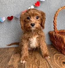 This section is dedicated to cavapoo puppies. Cavoodle Puppies Adoption Melbourne