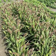 Image result for Setaria italica
