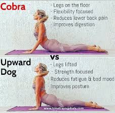 Pin By Trinetra Yogshala On Fitness Yoga In 2020 Yoga For Beginners Yoga Help Dog Yoga