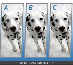 Find the answers to some of the most commonly asked questions about dogs, including questions about breeds, grooming, health and behavior and everything in between. Quiz Diva Spot The Difference Puppy Answers Score 100