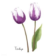 Illustration Of Tulip Flower Isolated On White Background Tulips Flowers Free Vector Illustration Watercolor Plants
