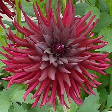 Black Narcissus Narcissus Dahlia Delicate Flower