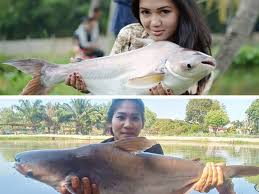Video kali ini menjelaskan bagaimana cara mudah membuat umpan mancing ikan patin kolam atau sungai yang terbaik dan. Taktik Teknik Pancingan Ikan Patin Umpan