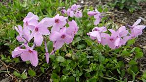 Phlox subulata, 'creeping phlox', 'moss phlox', 'mountain phlox', 'moss pink'. Phlox Stolonifera Sweet Seduction Pink Kiefer Nursery Trees Shrubs Perennials