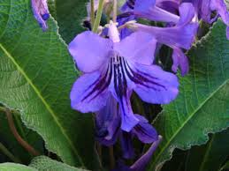 Image result for Streptocarpus erubescens