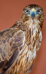 مركز كلباء للطيور الجارحة Epaa