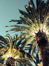 Champagne Pizza Photo Christmas Palm Tree Palm Trees Palm