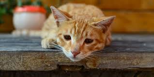 2 ekor mati.dan seekor lg xlalu nak minum.mcm lemah.dan 1 lagi sy nak tnya.boleh ke sy mandikan ank kucing yg masih kecil ni.sbb dia berak habis bulu2 pon comot. Ciri Ciri Penyebab Dan Cara Mengobati Pup Kucing Berdarah Pintarpet