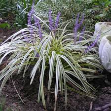 Image result for Monopsis zeyheri