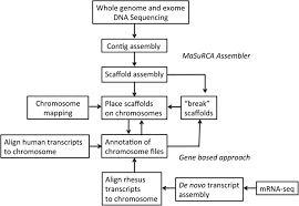 Flowchart Illustrating Procedures For Assembly And