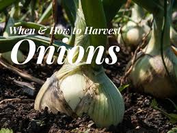 How can you tell if onion plants have enough water? When And How To Harvest Onions Gardening Channel