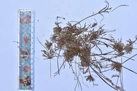 Image result for Cyperus cuspidatus
