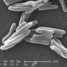 Image result for Mycobacteria