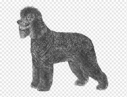 The parents of the springerdoodle. Irish Water Spaniel American Water Spaniel Barbet Portuguese Water Dog Spanish Water Dog English Springer Spaniel Mammal Carnivoran Dog Like Mammal Png Pngwing