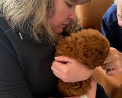 Too much cuteness!! 🩵 #puppylove