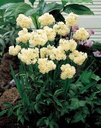 Pecan Trees From Stark Bro S Bulb Flowers Daffodils Planting Bulbs