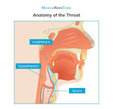 Lump or sore that doesn't go away. Throat Cancer Symptoms Pictures Causes And Treatment