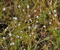 Image result for Eriocaulon buchananii