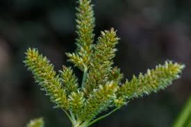 Image result for Cyperus alopecuroides