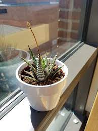 Succulent growing long stem with flowers. What Is This Antenna Thing Growing Out Of My Succulent Succulents