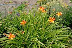 Nome botanico fiorellini rossi arancio : Bella Di Giorno