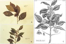 Image result for Habenaria huillensis