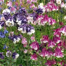 Image result for Aquilegia vulgaris Tower Mix