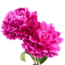 Maybe you would like to learn more about one of these? Photos At Fmi Farms Flower Wholesale Doral Fl