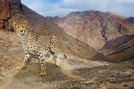 Asiatic Cheetah Caught By Camera Trap Naybandan Wildlife Reserve Iran Asiatic Cheetah Cheetahs Frans Lanting