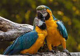 All About Lovebirds Petopedia
