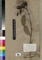 Image result for Usteria guineensis