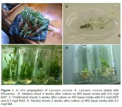 Image result for Launaea cornuta