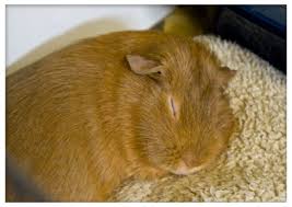 5 Common Mistakes Guinea Pig Owners Make Pethelpful