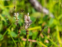 Image result for Syngrapha parilis